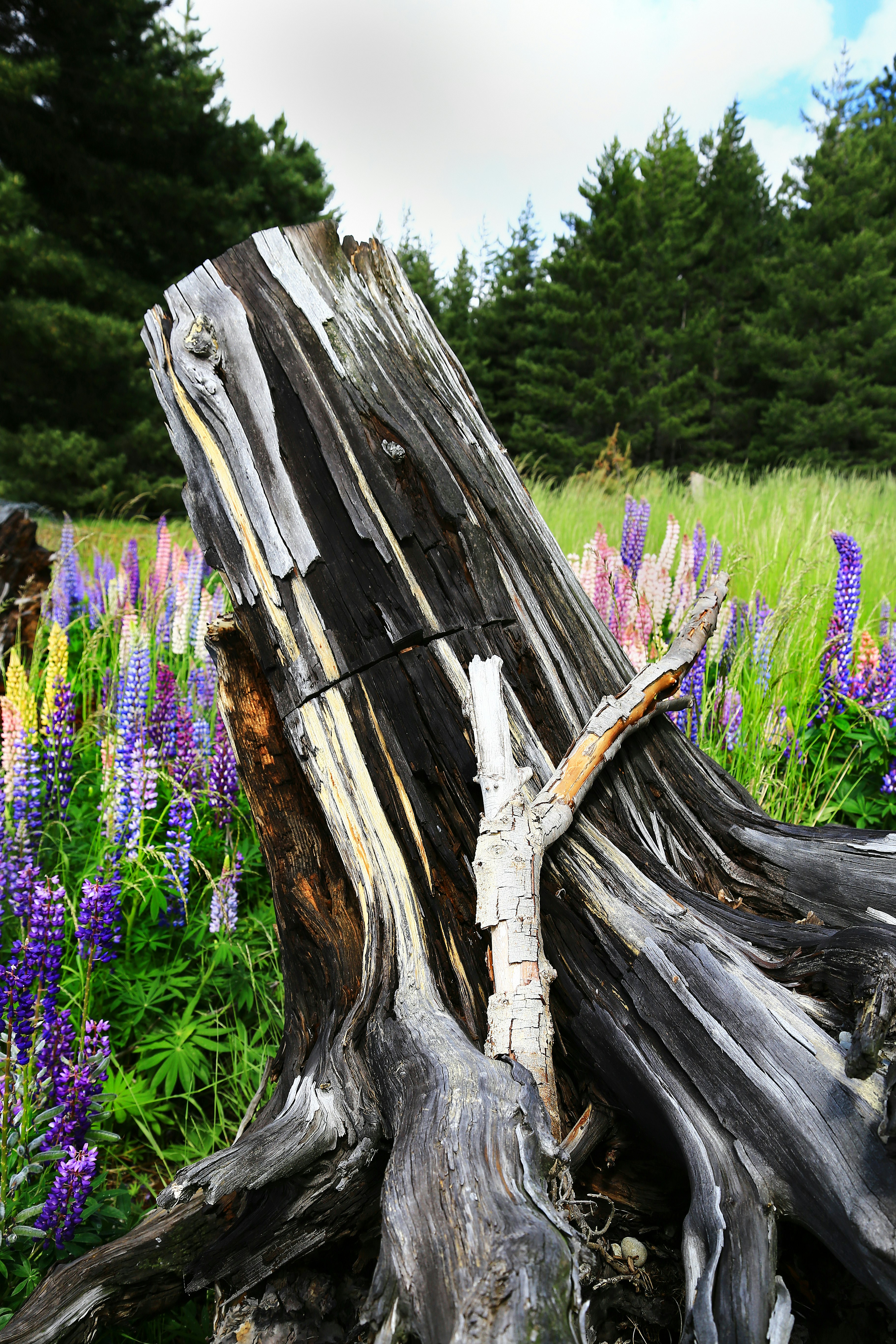 brown wood log on purple flower field during daytime