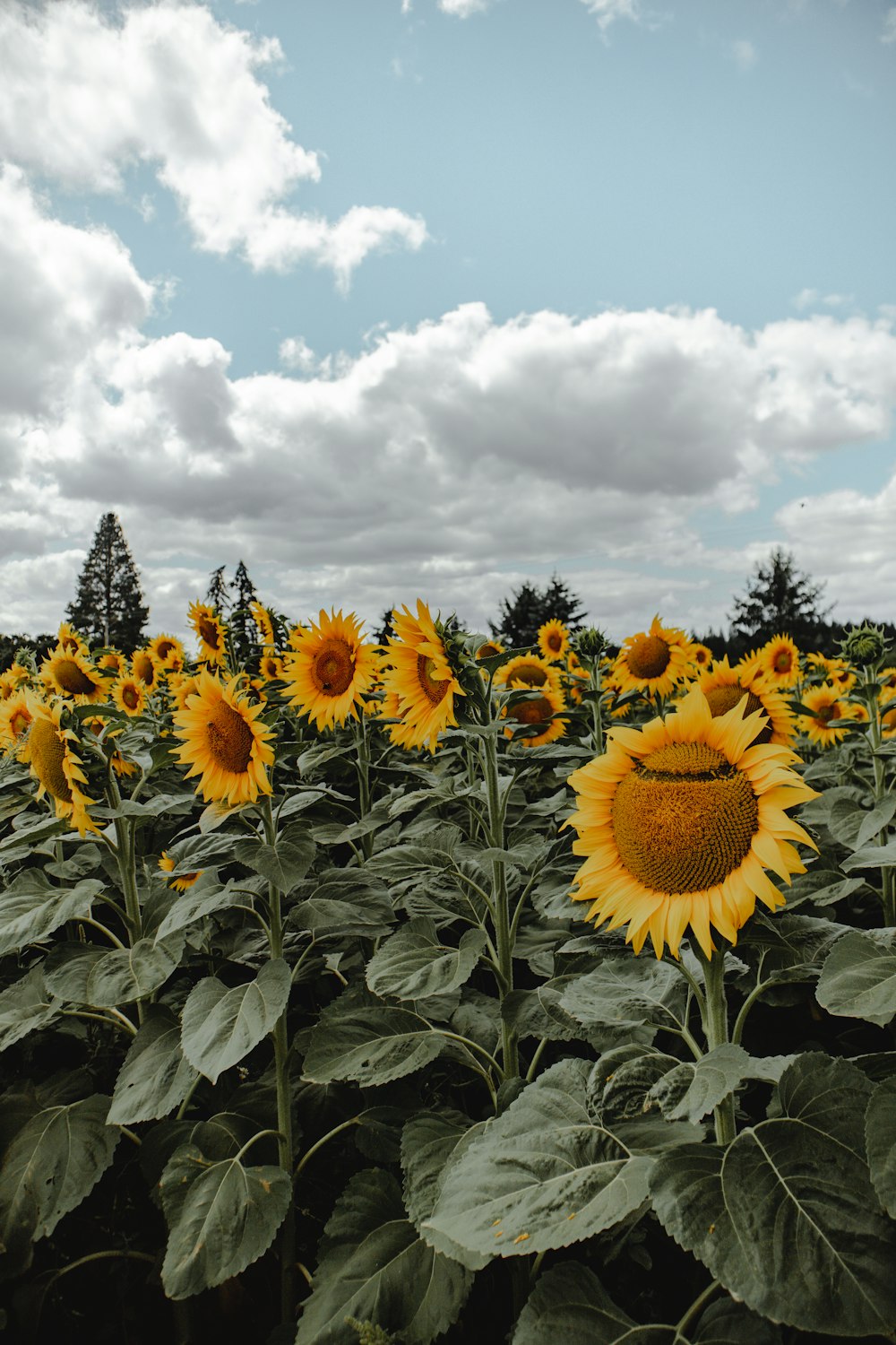 sunflower field under white clouds and blue sky during daytime