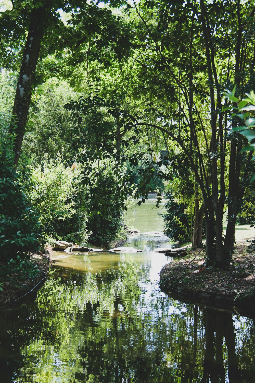 green trees beside river during daytime