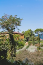 A picturesque landscape featuring a yellow villa partially hidden by lush, green foliage and trees. The villa has a red-tiled roof and is surrounded by a variety of vegetation, including tall cypress trees and climbing ivy. In the background, green hills are visible under a clear blue sky, enhancing the feeling of a peaceful countryside setting.
