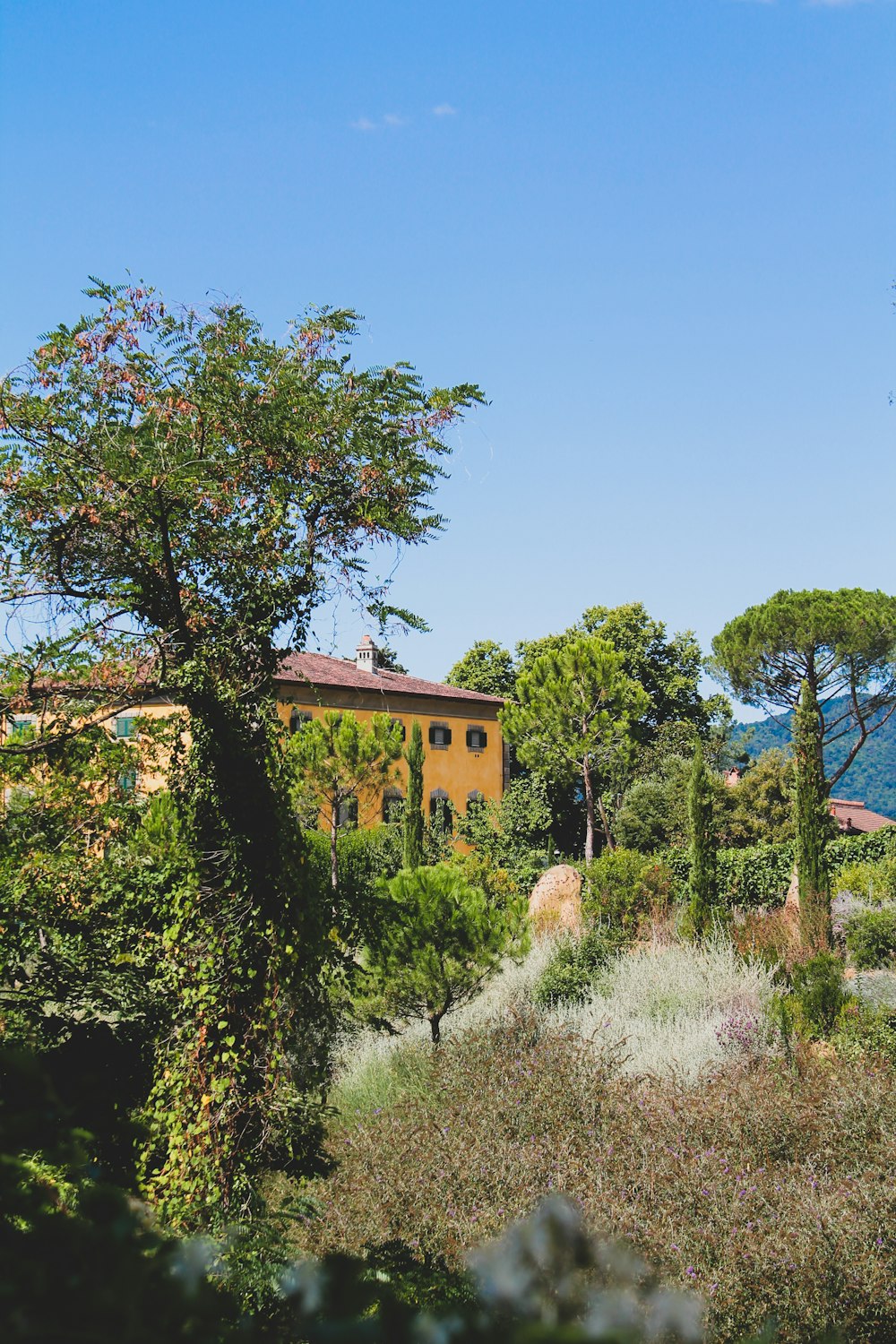 green trees near brown concrete building during daytime