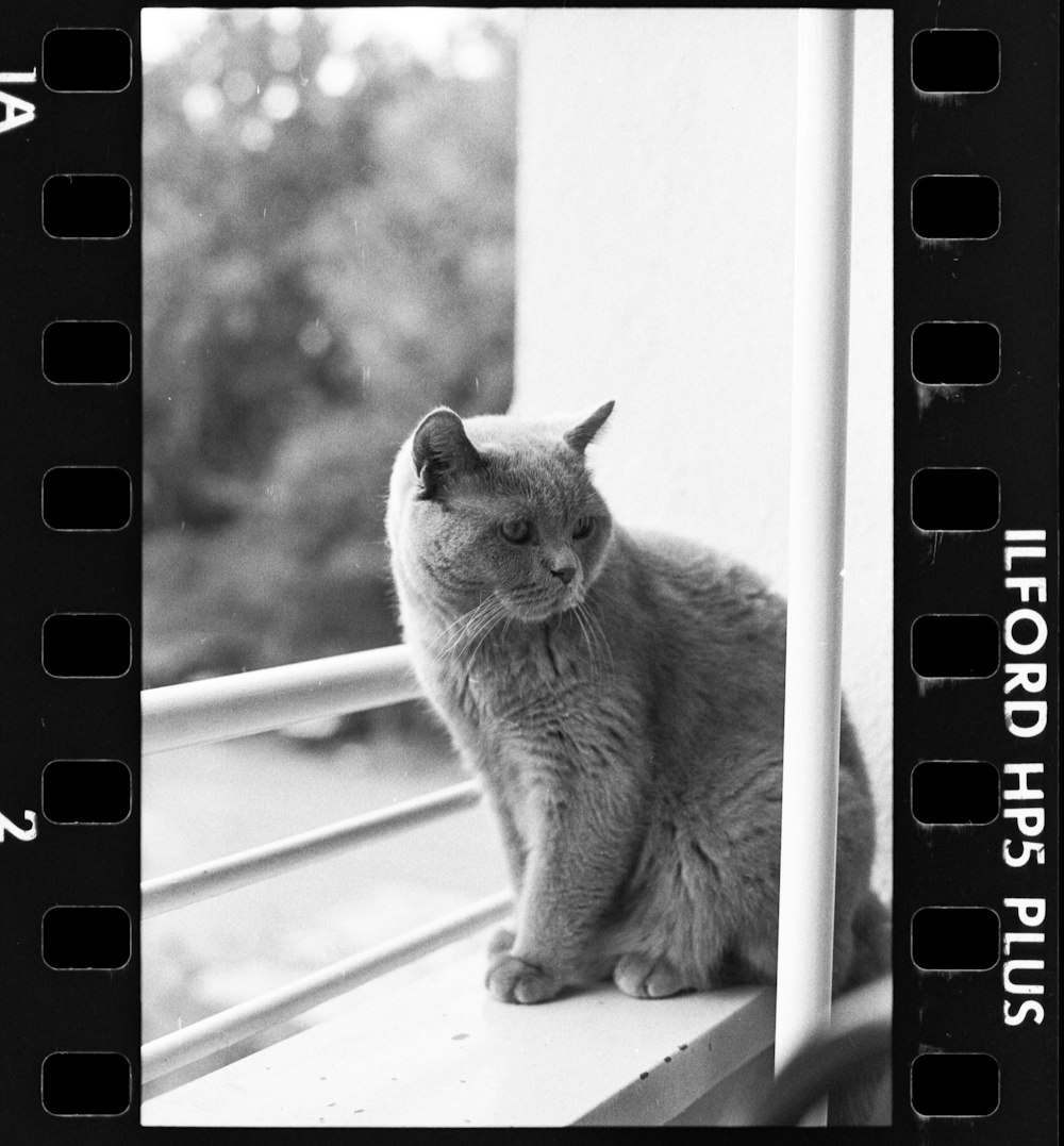 grayscale photo of cat on window