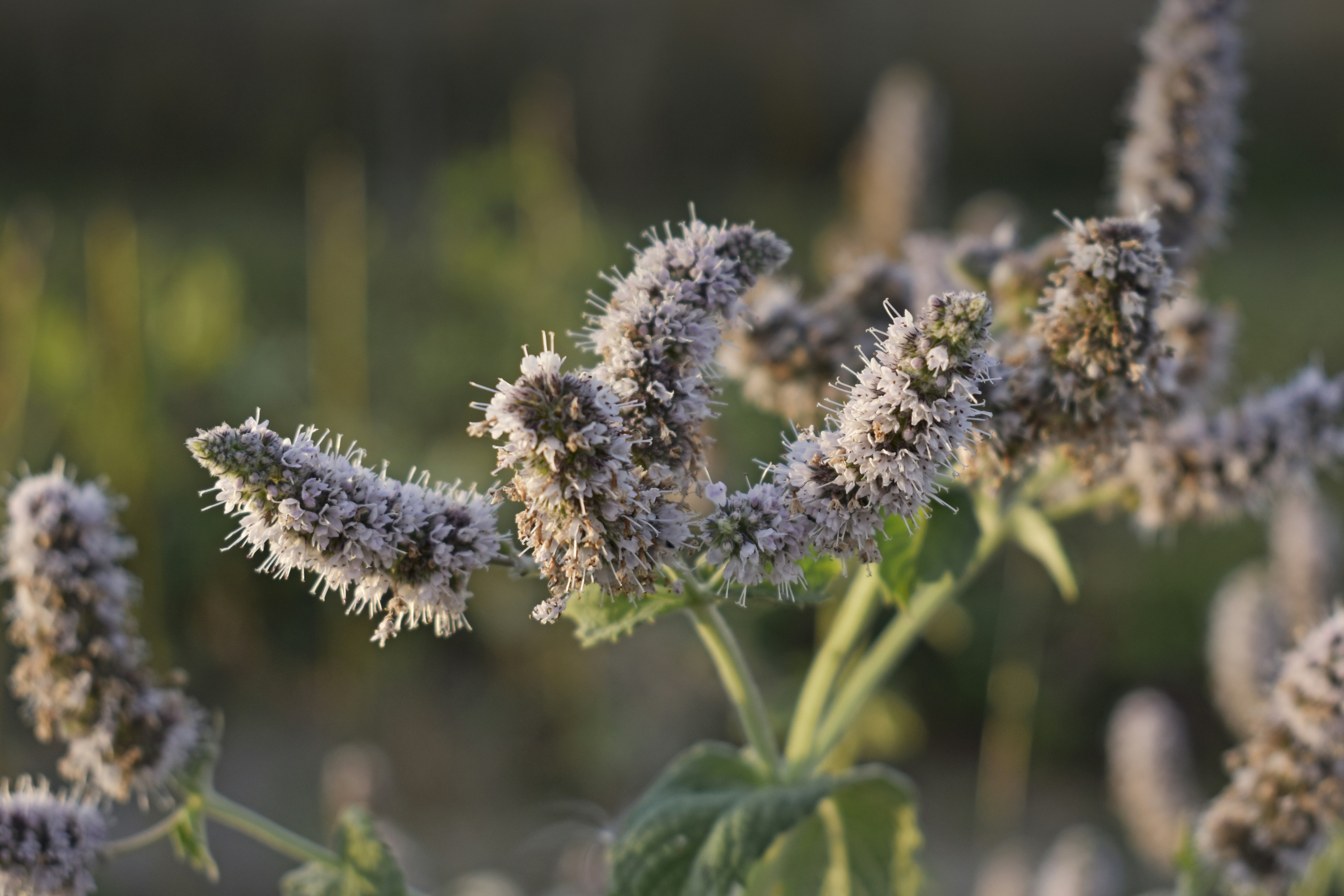 brown and white plant during daytime potted plant teams background