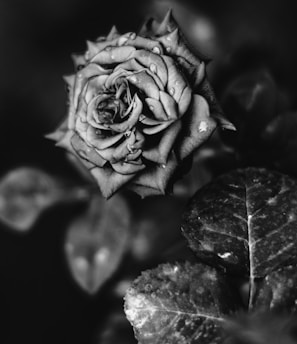 grayscale photo of rose flower