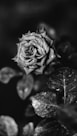 grayscale photo of rose flower