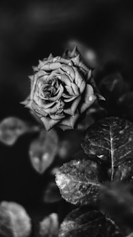 grayscale photo of rose flower