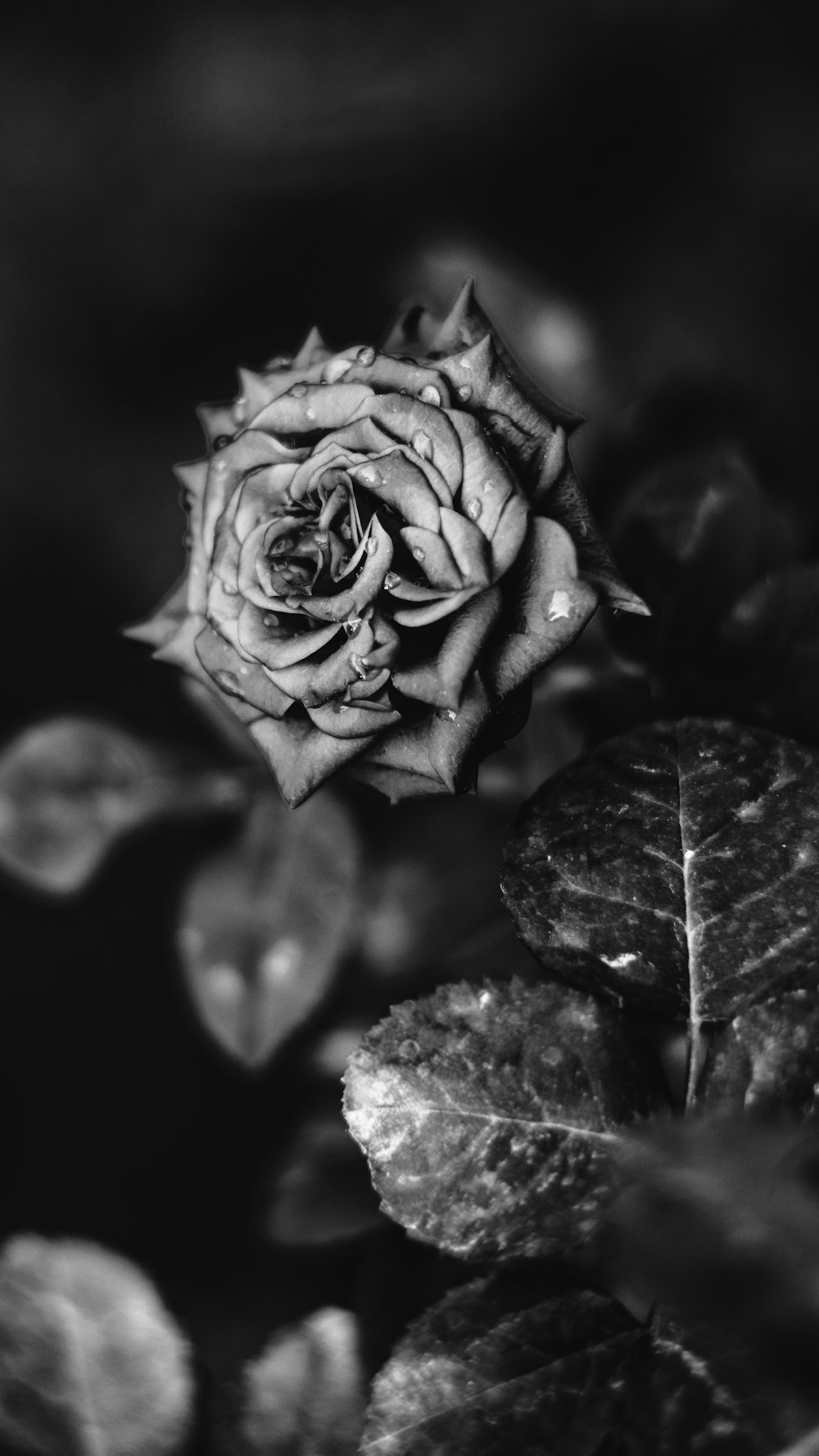 grayscale photo of rose flower
