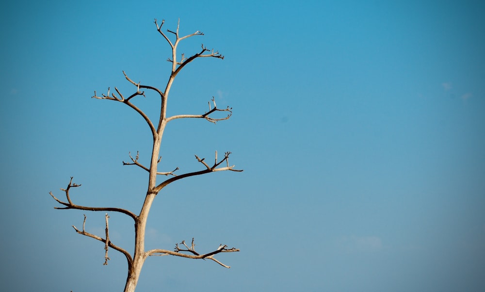 arbre sans feuilles sous le ciel bleu pendant la journée