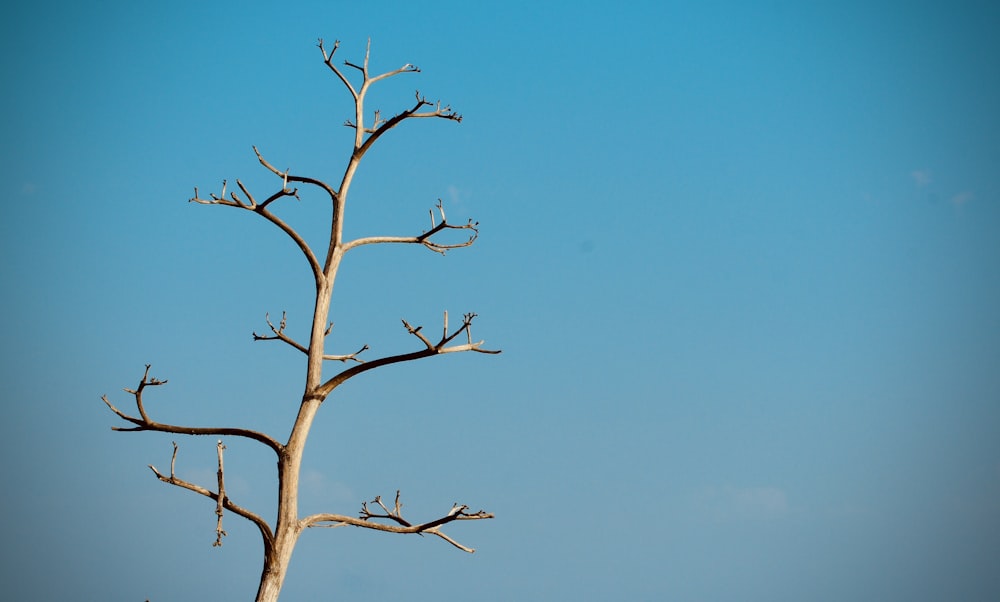 árvore sem folhas sob o céu azul durante o dia