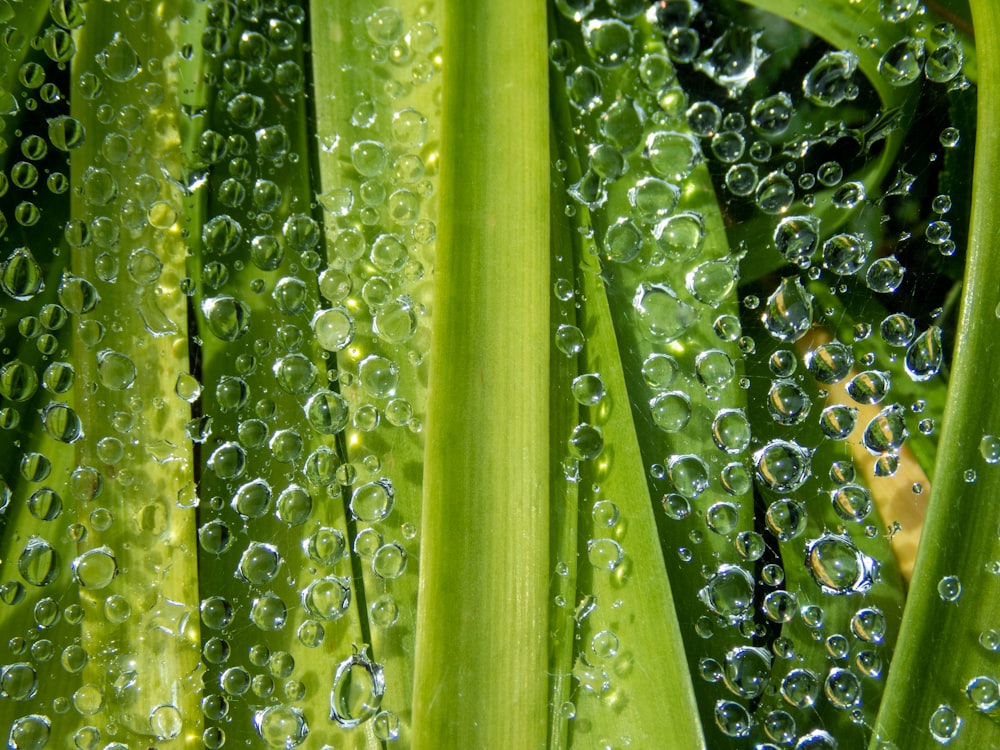 water droplets on green leaf