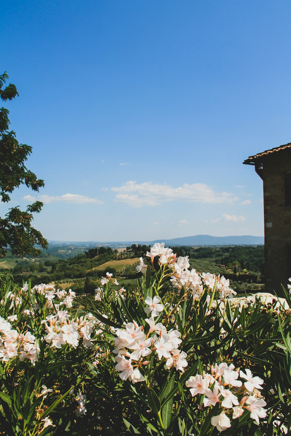 flores blancas en un campo de hierba verde cerca del cuerpo de agua durante el día