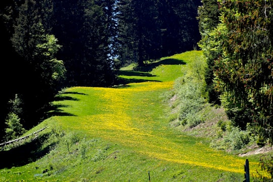 green grass field with trees in Mont Revard France