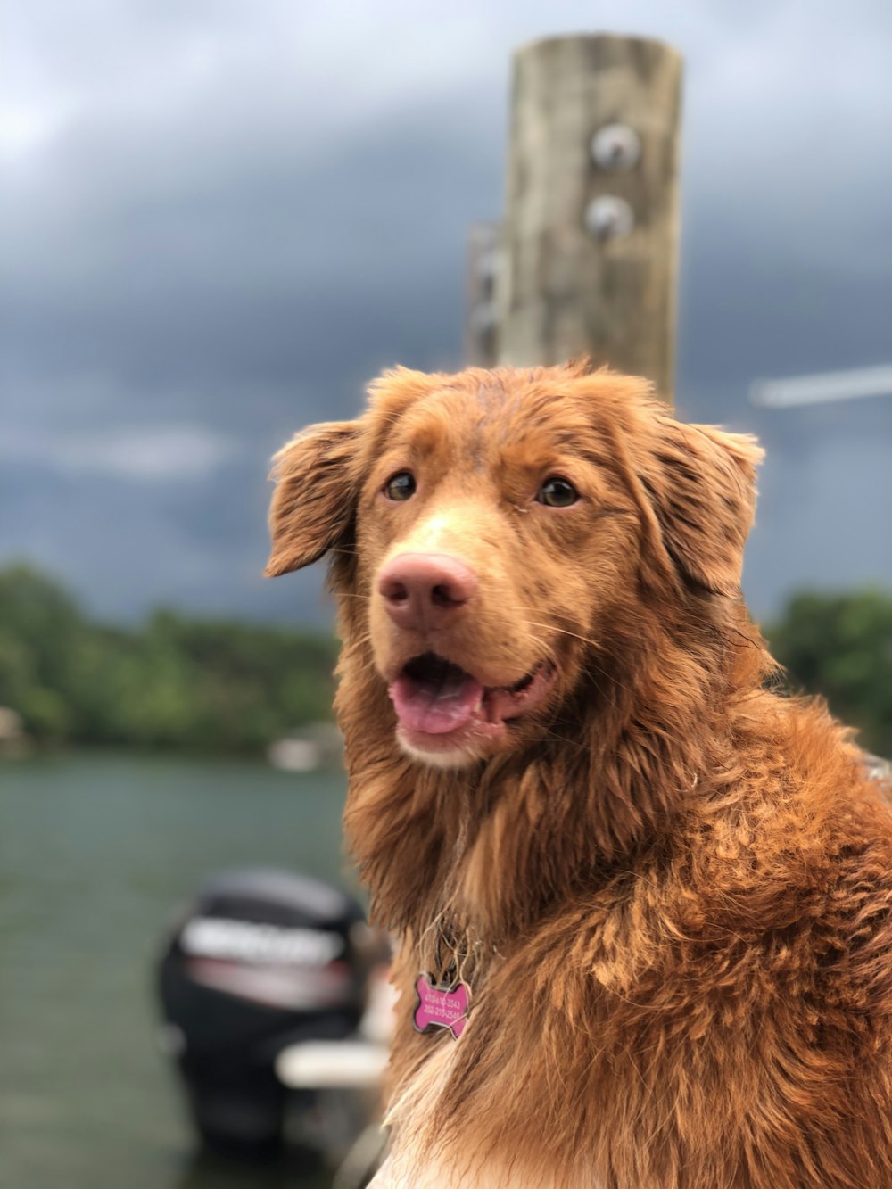 golden retriever sitting on the ground during daytime