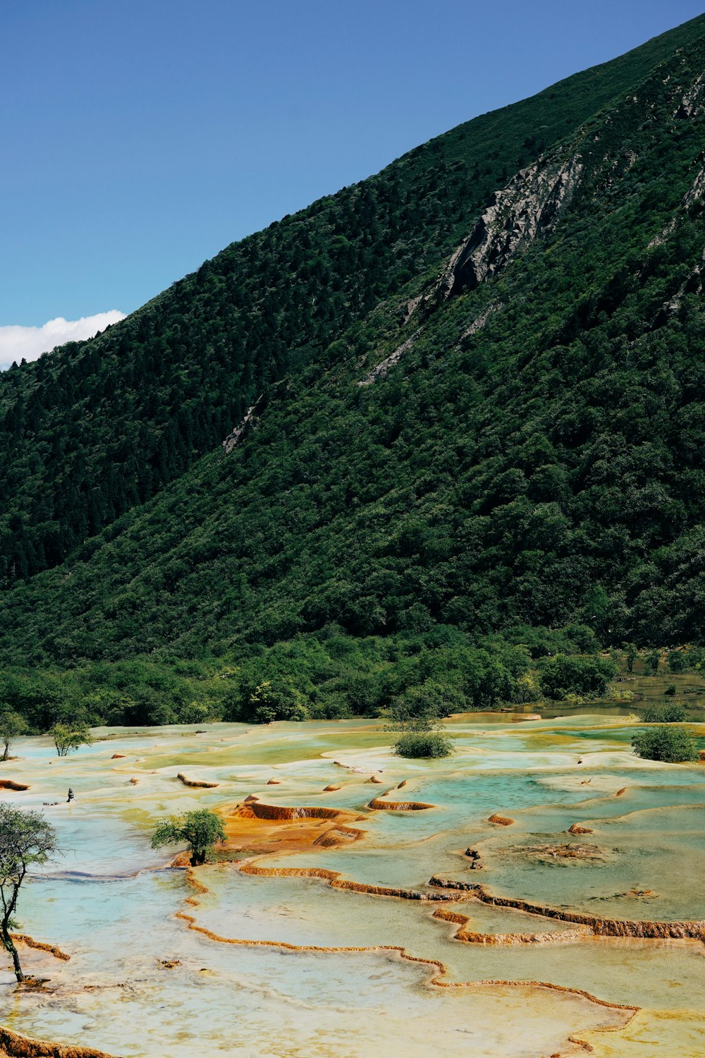 green trees and mountain during daytime