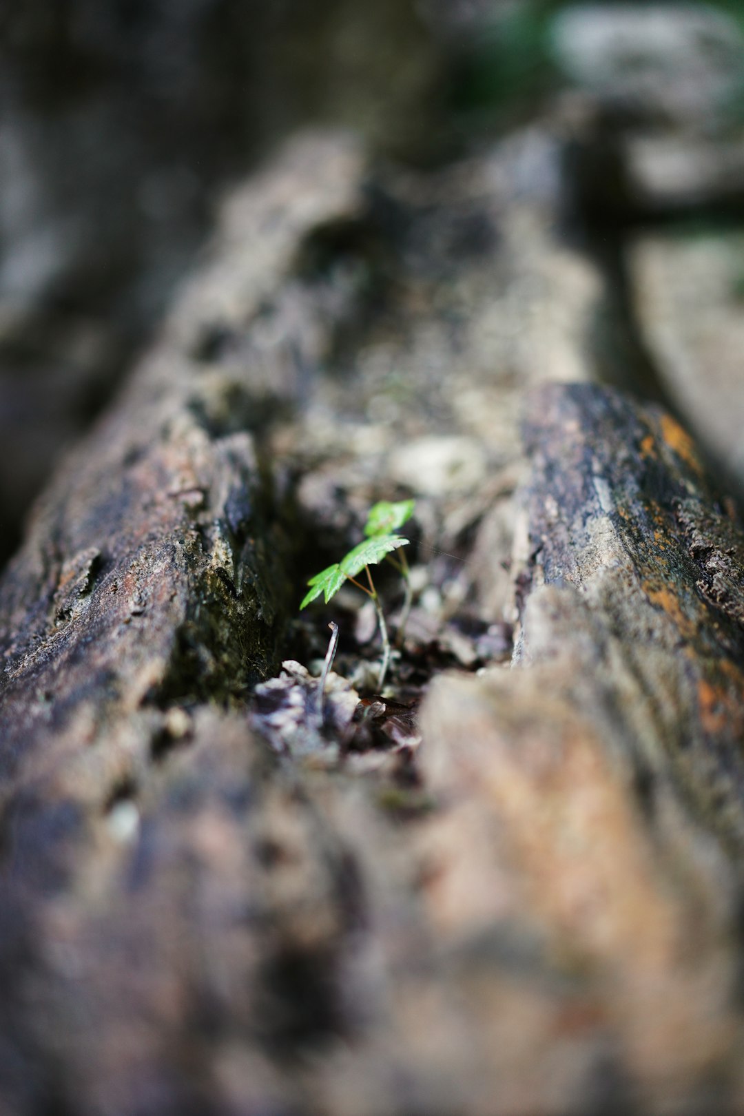 green leaf on brown rock