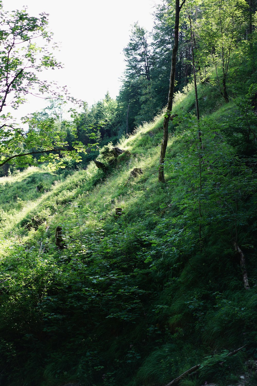 green grass and trees during daytime