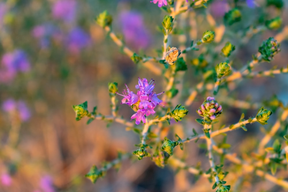 purple flower in tilt shift lens