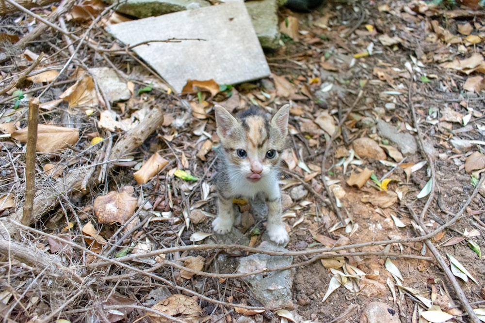 white and brown kitten on gray concrete floor