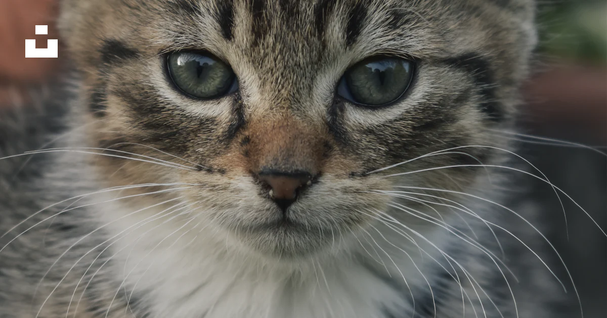 Foto Gato atigrado marrón en fotografía de primer plano – Imagen Animal ...