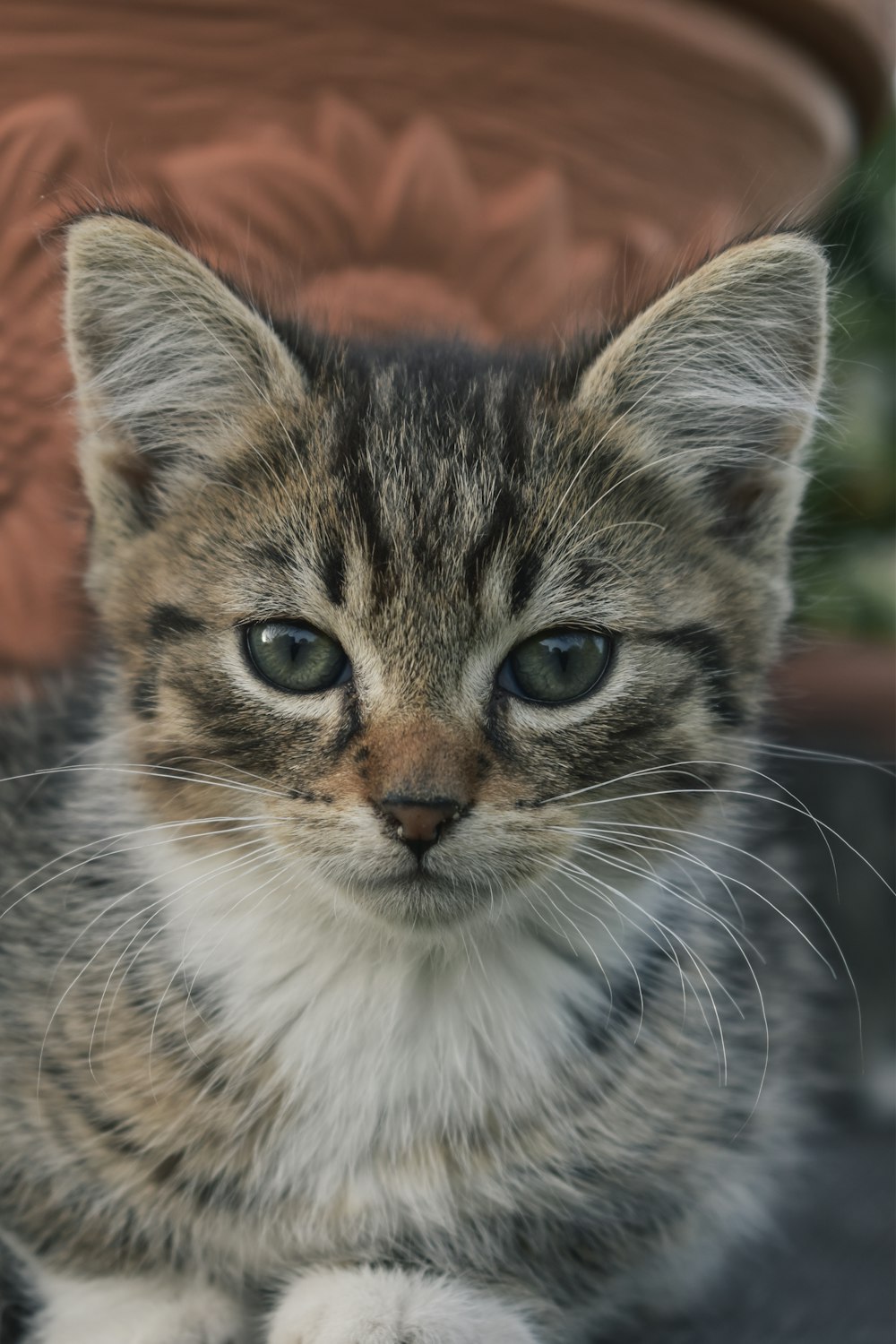 brown tabby cat in close up photography