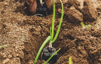 green snake on brown soil