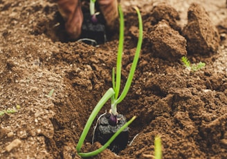 green snake on brown soil