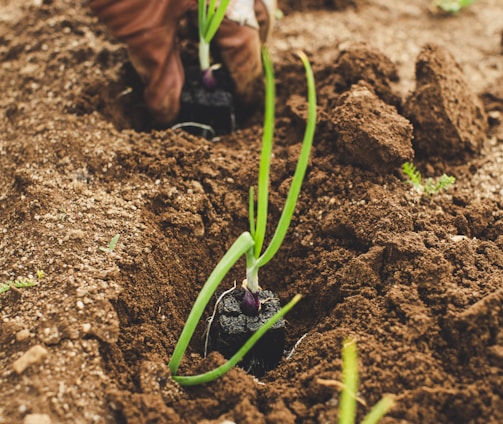 green snake on brown soil