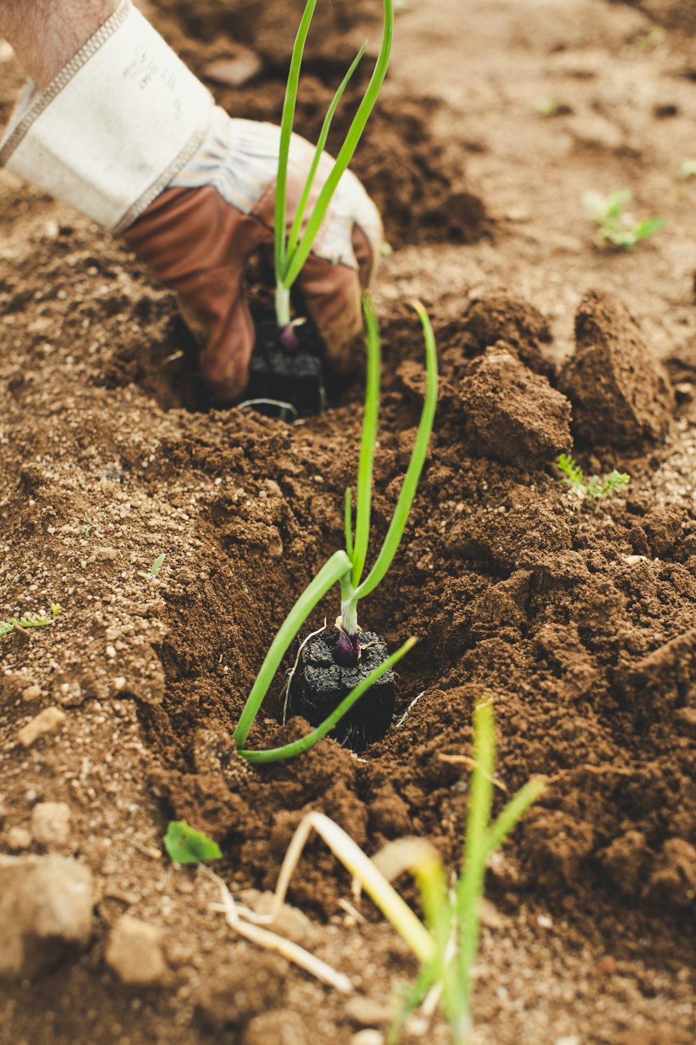 green snake on brown soil