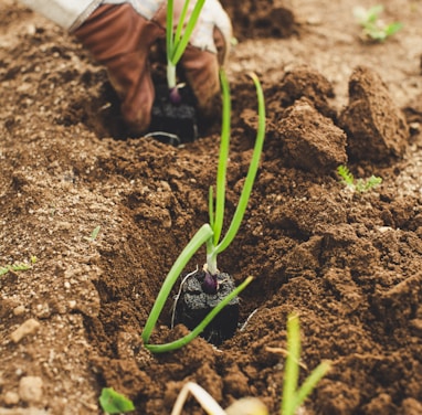 green snake on brown soil