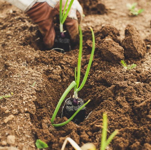 green snake on brown soil