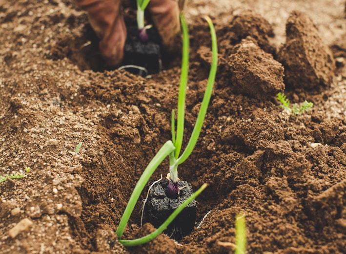 green snake on brown soil