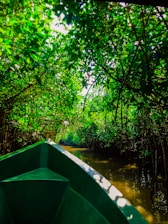 Dense mangrove forest of Sundarbans with a boat gliding through calm waters