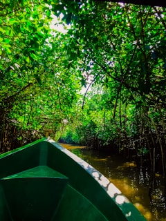 A boat navigating the calm waters near Sisal with mangroves lining the shore.