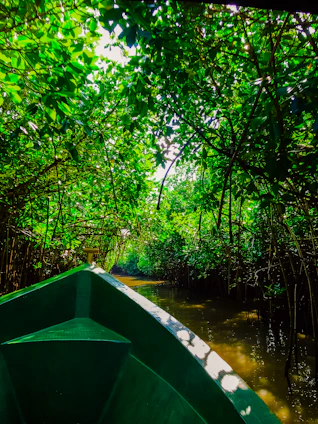 A vibrant boat navigating through lush green mangroves under a clear blue sky.