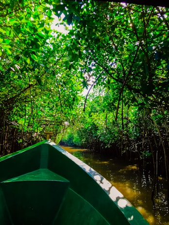 A boat navigating the calm waters near Sisal with mangroves lining the shore.