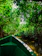 A small boat gliding through lush green mangroves under a bright sky.