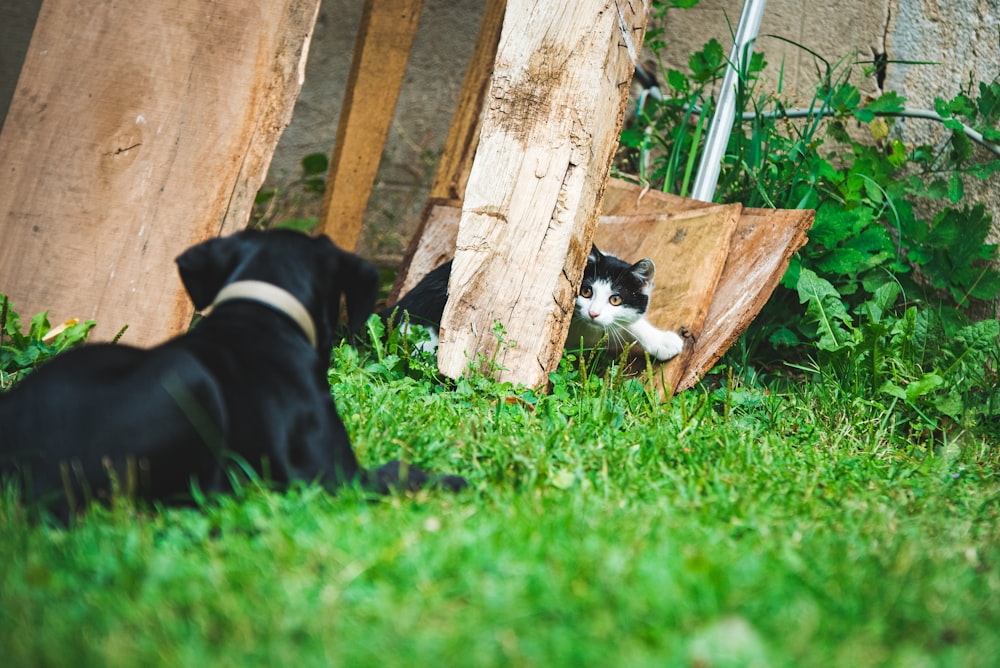 昼間、茶色の木製の柵の横の緑の芝生の上に横たわっている黒い短いコートの犬