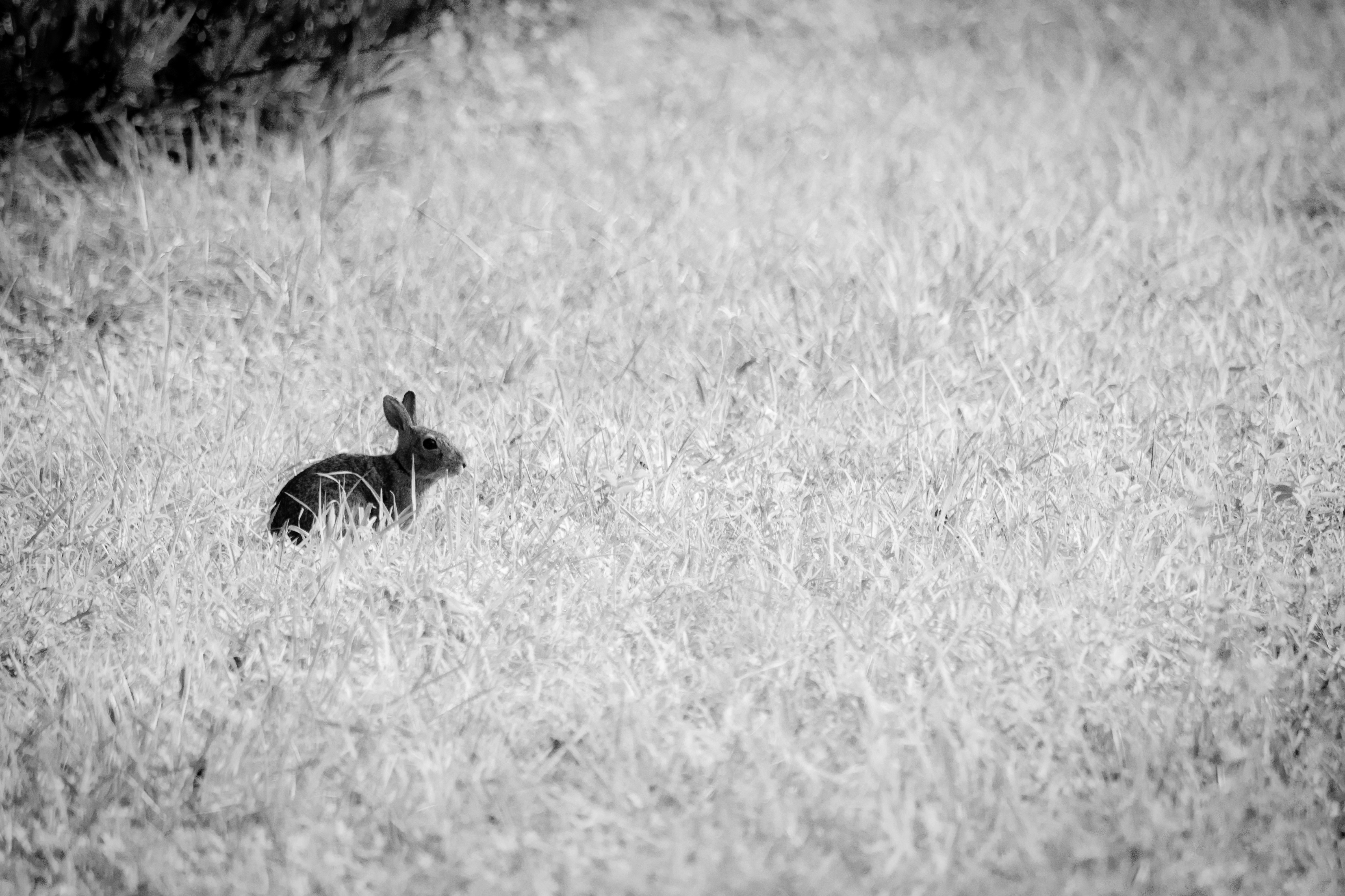 grayscale photo of rabbit on grass field