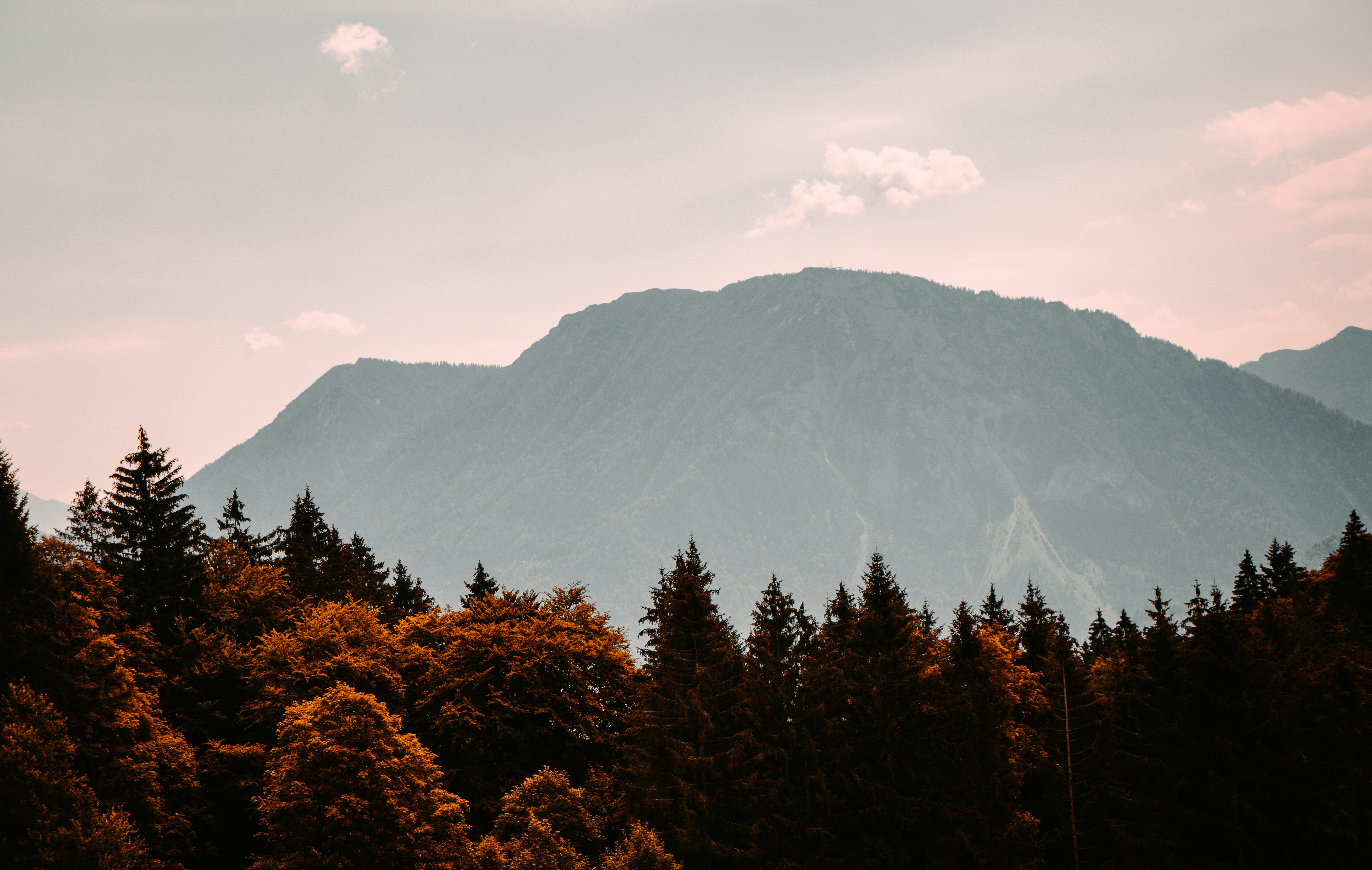 brown trees near mountain during daytime