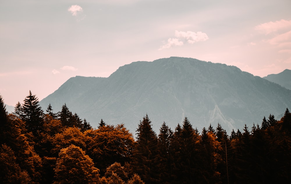 brown trees near mountain during daytime