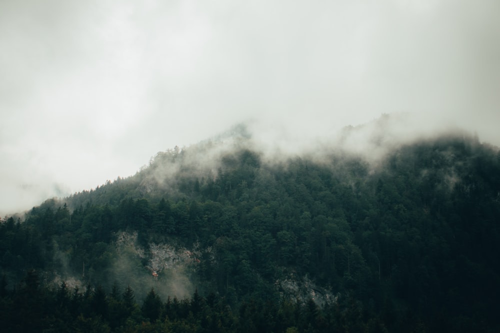 green trees covered by fog