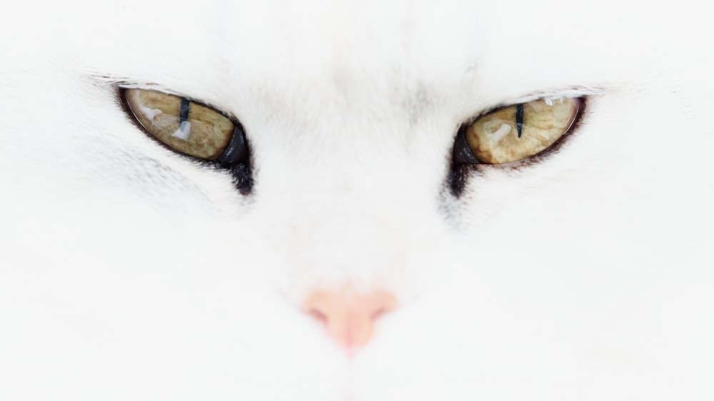 white cat with yellow eyes