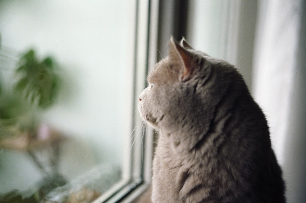白い窓に灰色の猫