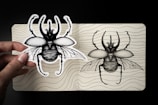 Hand-drawn illustrations of various local insect species on paper.
