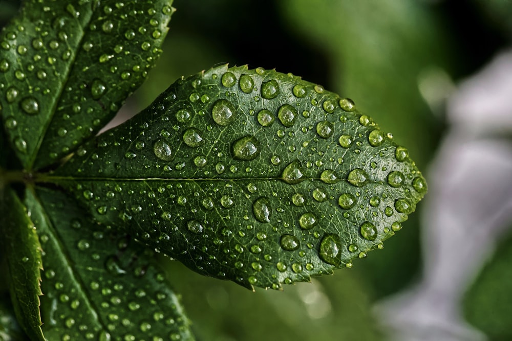 goccioline d'acqua su foglia verde