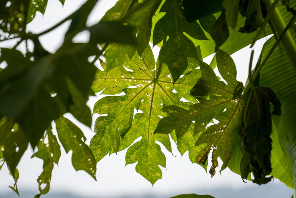 green leaf with white clouds