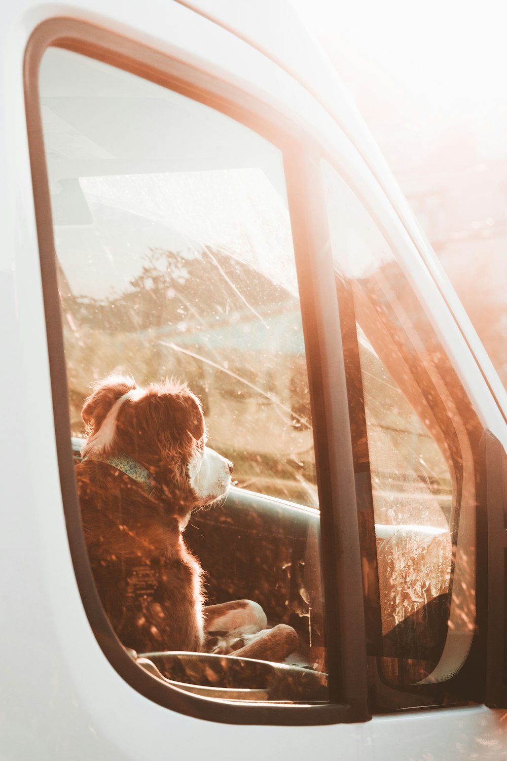 brown long coated dog in window