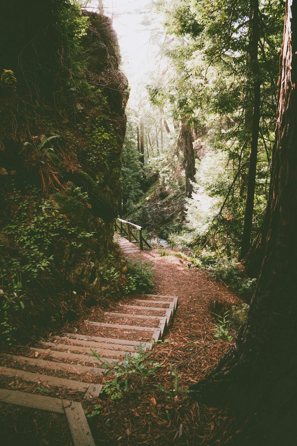 brown wooden pathway between green trees during daytime