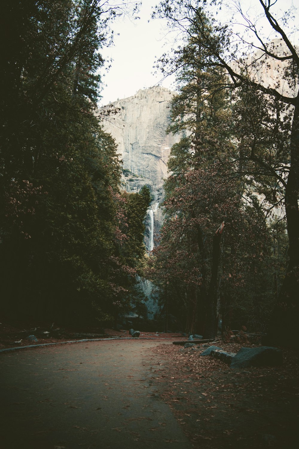 pathway between trees during daytime