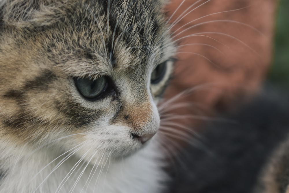 brown and white tabby cat